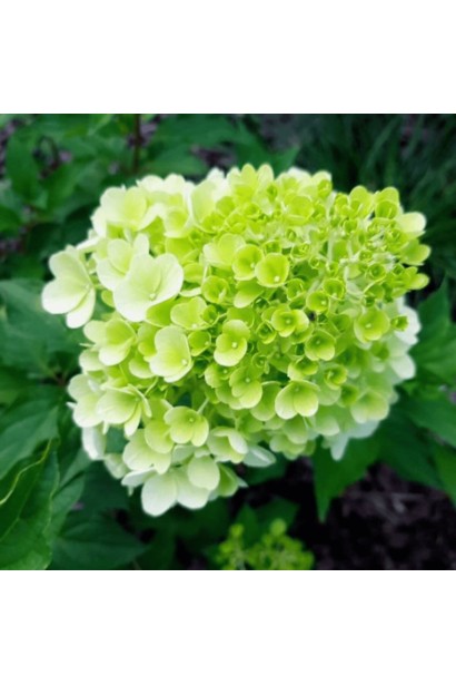 Гортензія Мохіто біло-зелені суцвіття навесні